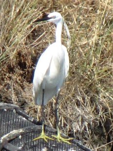 aigrette garzette